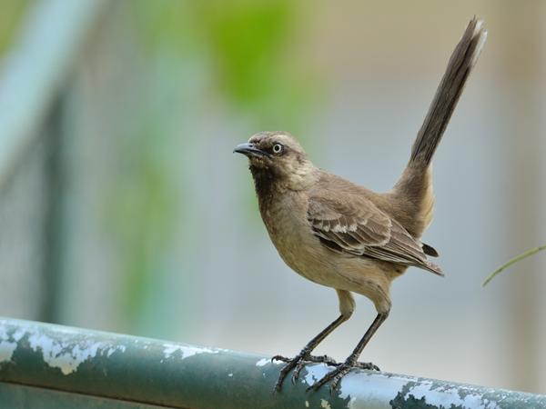 <h3><a href="/trips/salesopolis-2014/biota/animalia/chordata/aves/040 passeriformes/104 mimidae/mimus saturninus/mimus saturninus-nl.html">Mimus&nbsp;saturninus</a> / Chalk‑browed&nbsp;mockingbird / Camposspotlijster</h3>NIKON D7100 met AF-S Nikkor 300mm f/2.8G IF-ED VR II, 1/400 sec  bij F4.8, ISO 200, afstand 10.0&nbsp;m